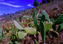 Opuntia ficus-indica